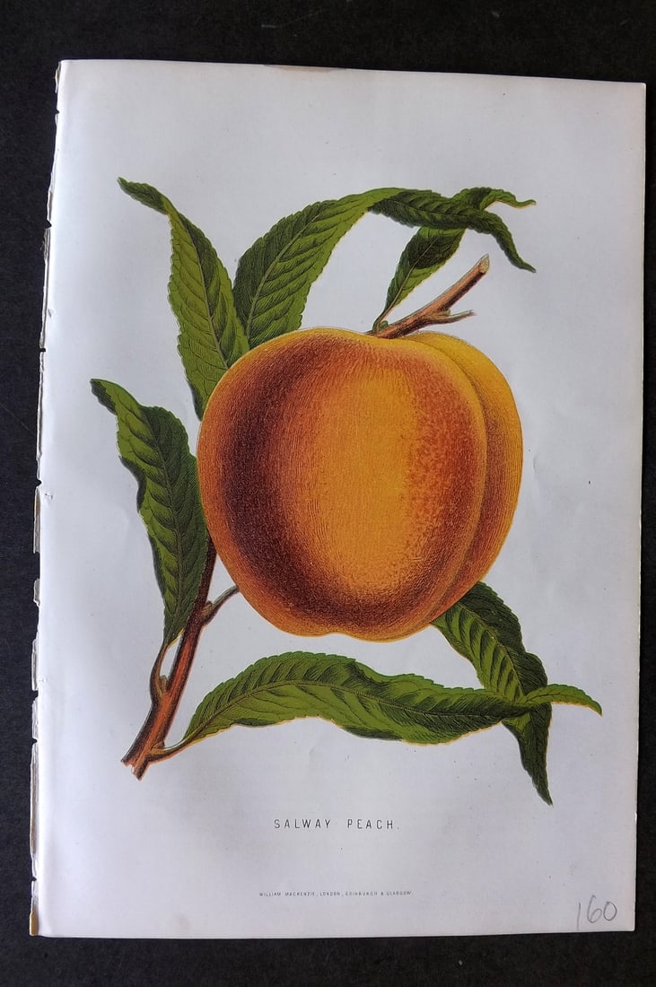 Anderson, James 1874 Fruit Print. Salway Peach: Woodblock Published 1874, London for "The New Practical Gardener, and Modern Horticulturist" by James Anderson. Printed in colours and finished by hand. Paper Size: 9.5 x 6.5 inch (24 x 16.5cm) Good C