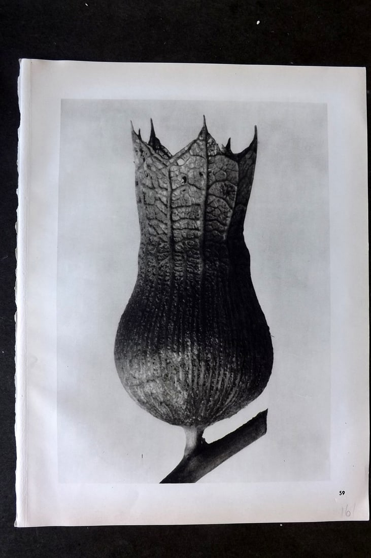 Blossfeldt, Karl 1942 Folio Vintage Botanical Print 59: Photogravures Published 1953, Berlin for "Urformen der Kunst" by Karl Blossfeldt. Reverse side blank. Paper Size: 12.5 x 10 inch (32 x 25cm) Good Condition