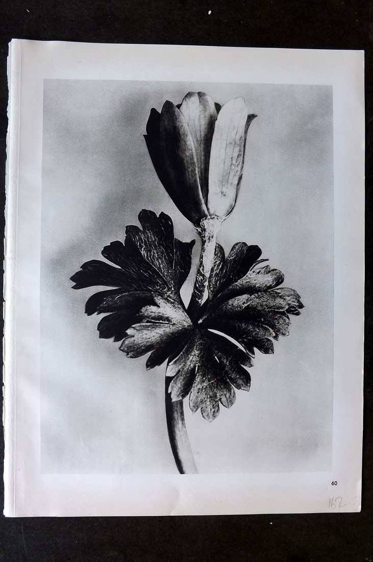 Blossfeldt, Karl 1942 Folio Vintage Botanical Print 60: Photogravures Published 1953, Berlin for "Urformen der Kunst" by Karl Blossfeldt. Reverse side blank. Paper Size: 12.5 x 10 inch (32 x 25cm) Good Condition