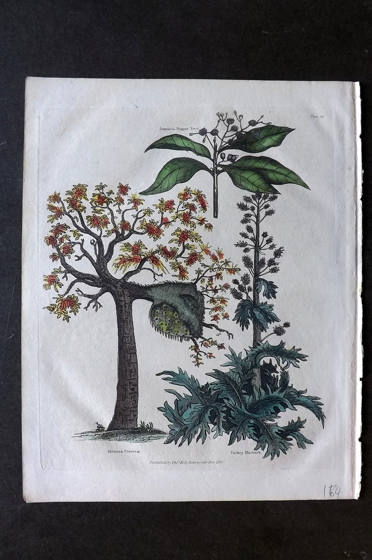 Buffon & Smellie 1828 Hand Col Botanical Print. Mimosa Cinera, Turkey Rhubarb (1 of 1)