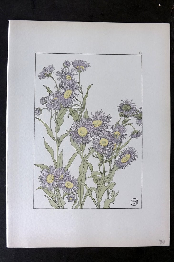 Foord, Jeannie 1901 Folio Art Nouveau Pochoir. Michaelmas Daisy 25 (1 of 1)