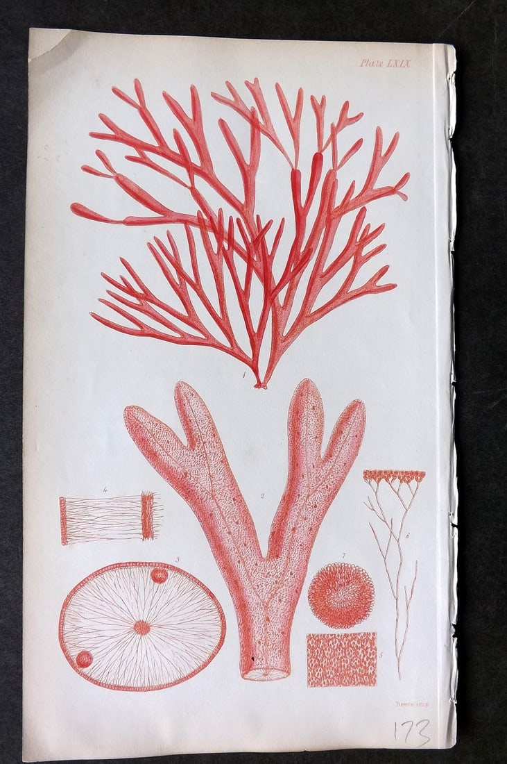 Harvey, William 1846 Hand Col Seaweed Print. Ginnania Furcellata 69 (1 of 1)