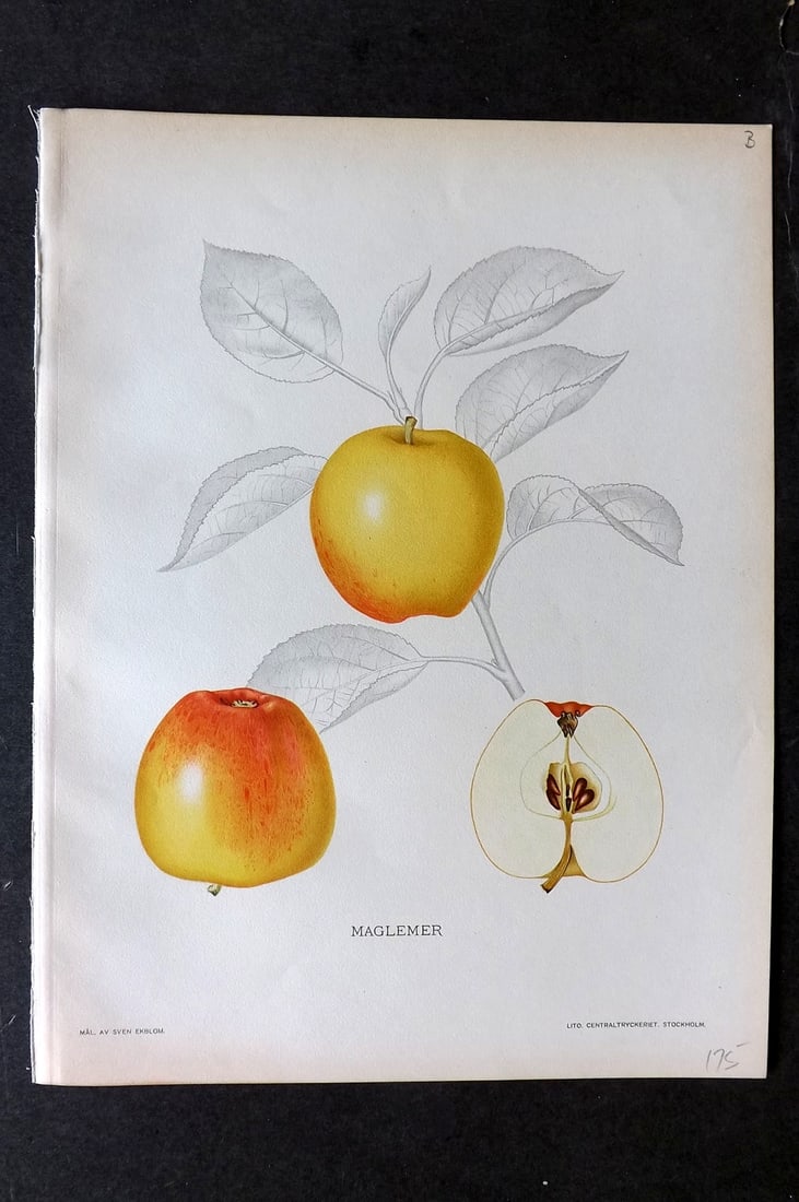 Lind & Ekblom 1920 Folio Fruit Print. Maglemer Apple (1 of 1)