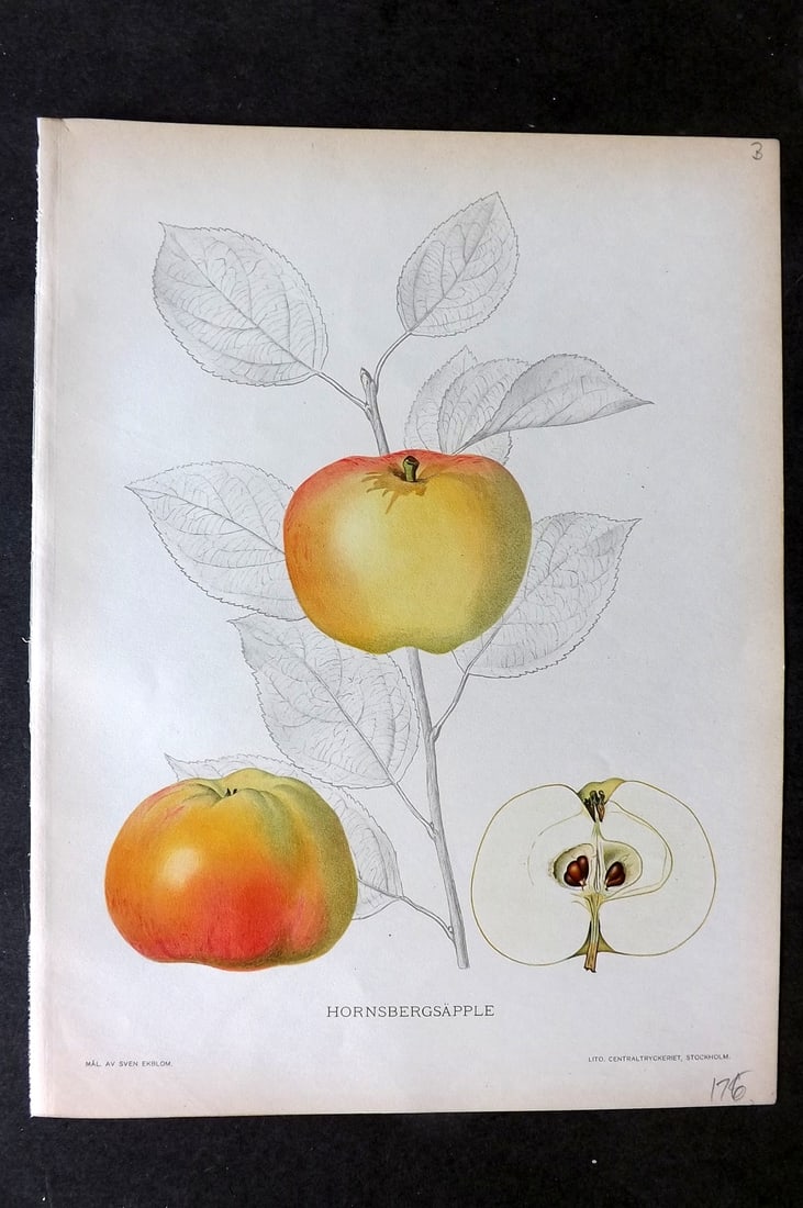 Lind & Ekblom 1920 Folio Fruit Print. Hornsbergsapple (1 of 1)