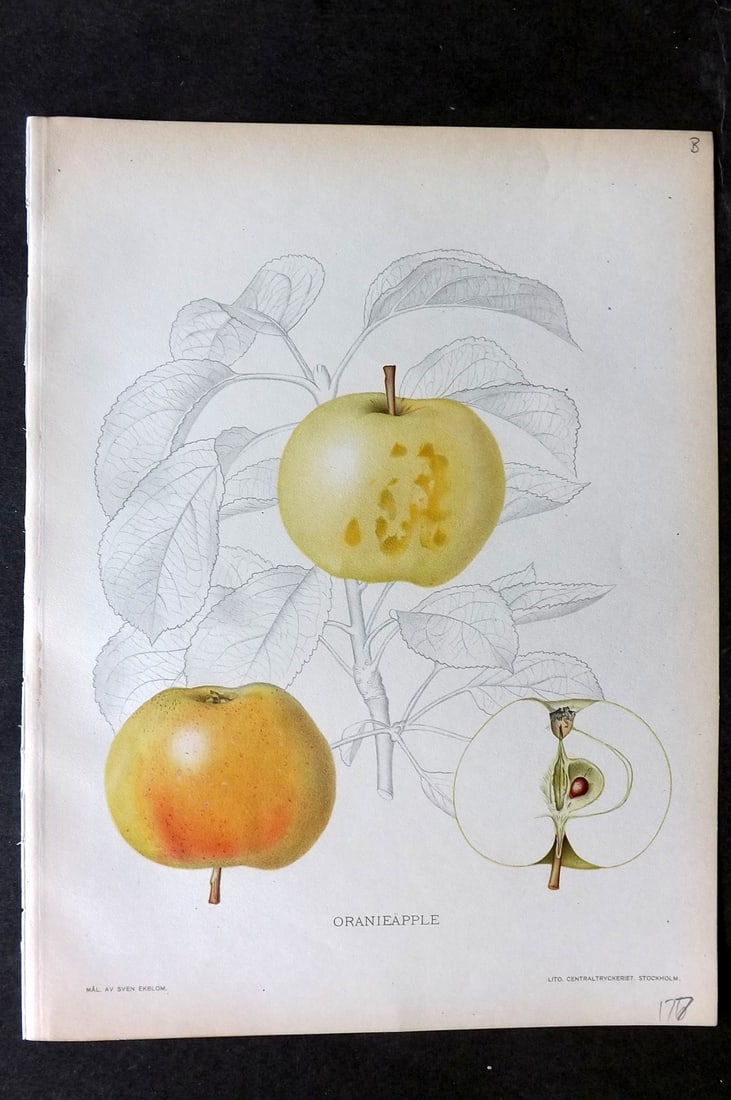 Lind & Ekblom 1920 Folio Fruit Print. Oranieapple: Chromolithograph Published 1920, Stockholm for "Svensk Frukt?" by Gustav Lind. Illustrated by Sven Ekblom. Paper Size: 12 x 9 inch (30 x 23cm) Good Condition