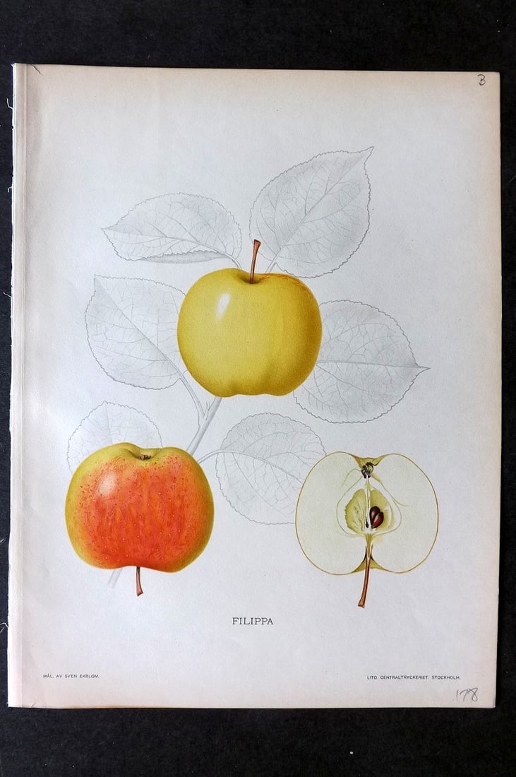 Lind & Ekblom 1920 Folio Fruit Print. Filippa Apple (1 of 1)