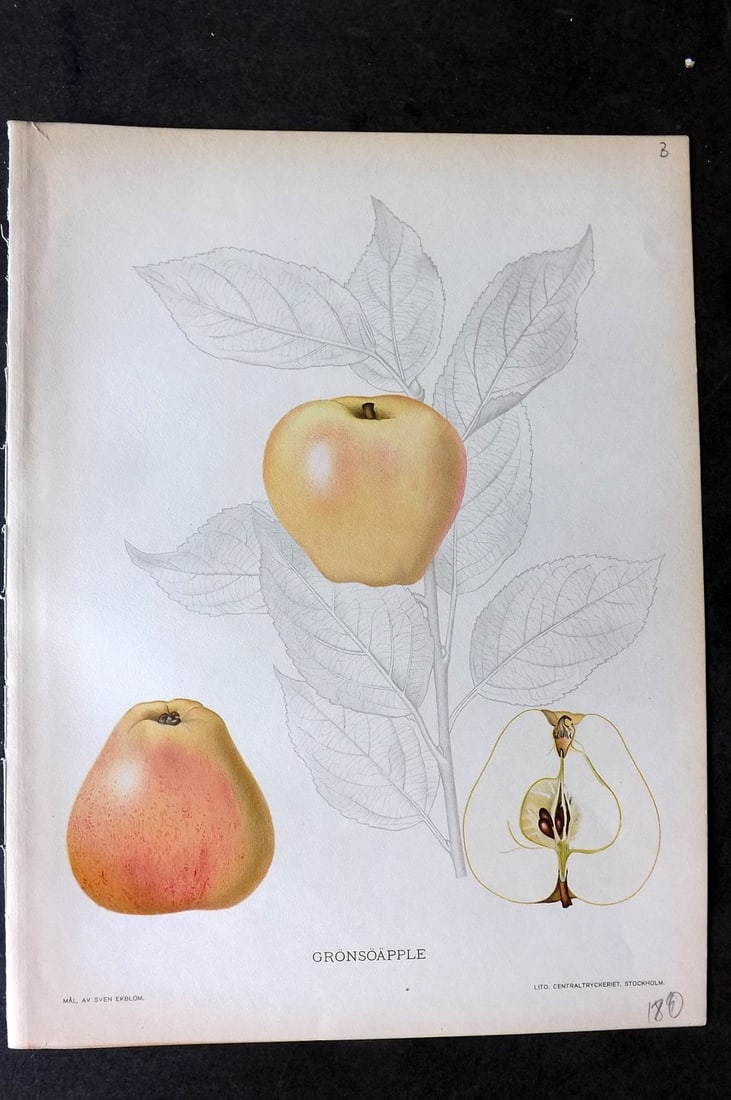 Lind & Ekblom 1920 Folio Fruit Print. Gronsoapple (1 of 1)