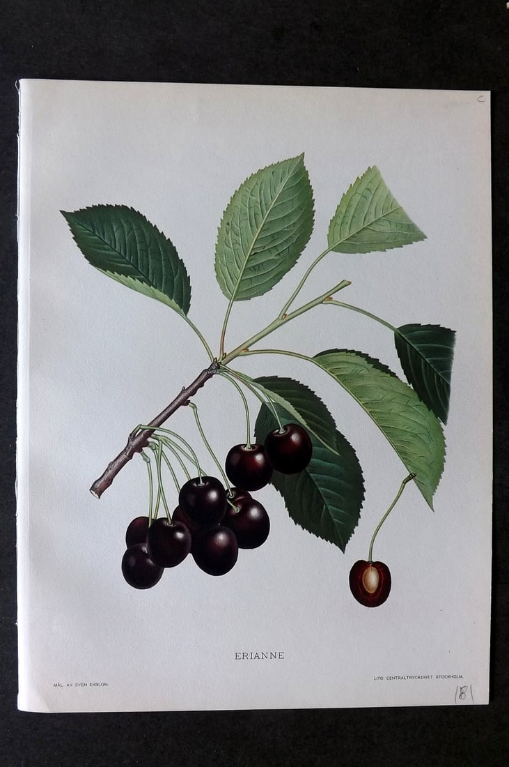 Lind & Ekblom 1920 Folio Fruit Print. Erianne. Cherry (1 of 1)