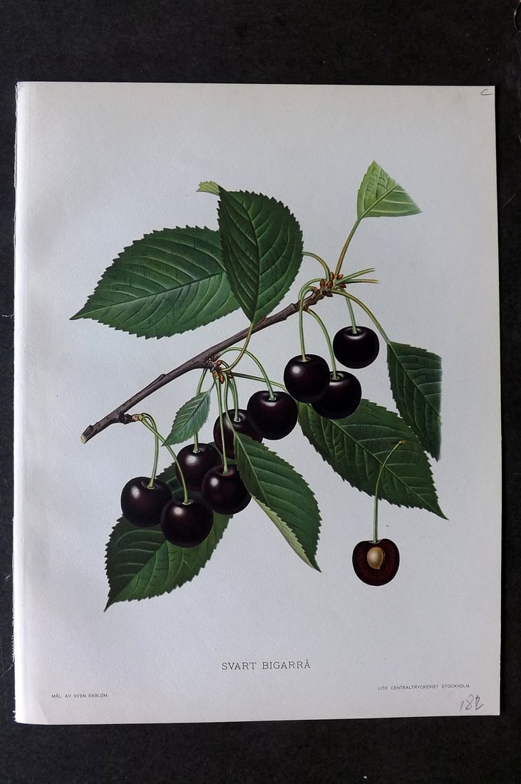 Lind & Ekblom 1920 Folio Fruit Print. Swart Bigarra. Cherry (1 of 1)