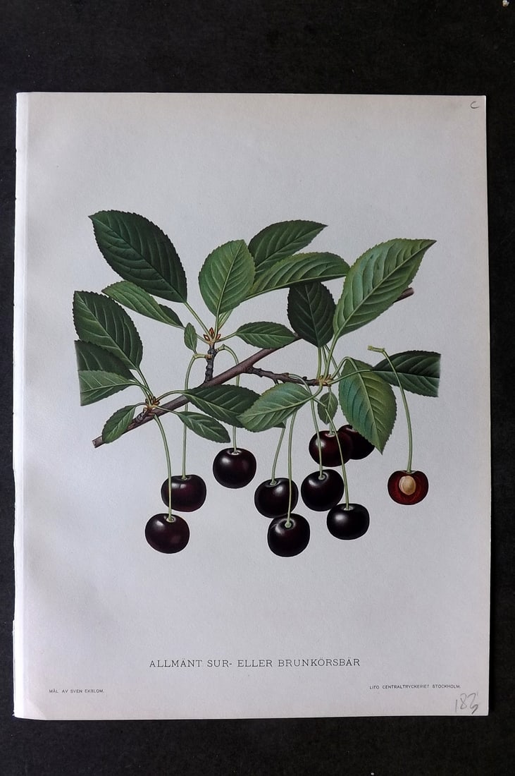 Lind & Ekblom 1920 Folio Fruit Print. Allmant sur-Eller Brunkorsbar (1 of 1)