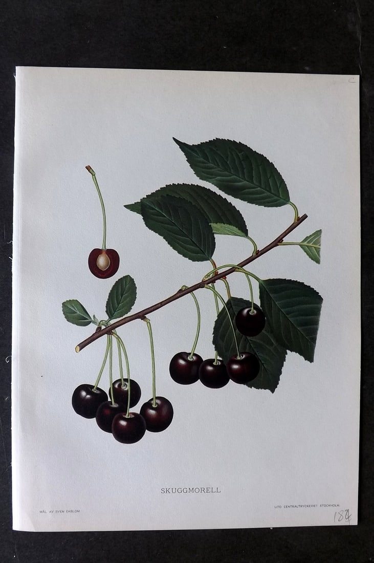 Lind & Ekblom 1920 Folio Fruit Print. Skuggmorell (1 of 1)