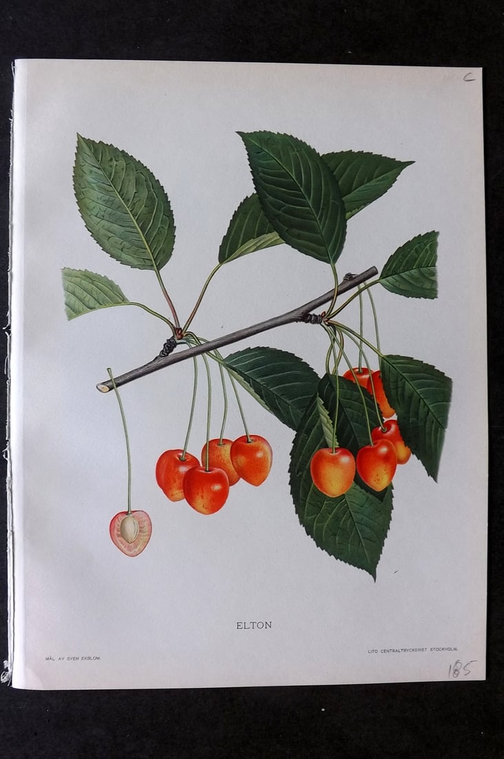 Lind & Ekblom 1920 Folio Fruit Print. Elton (1 of 1)