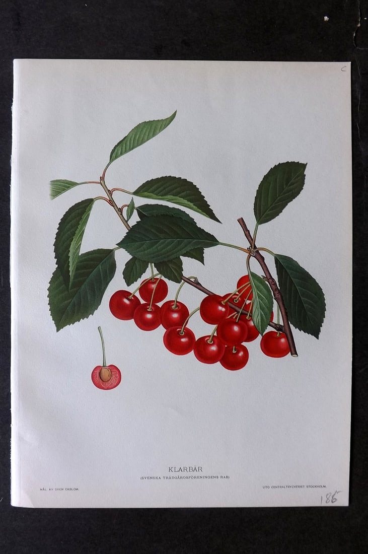 Lind & Ekblom 1920 Folio Fruit Print. Klarbar (1 of 1)