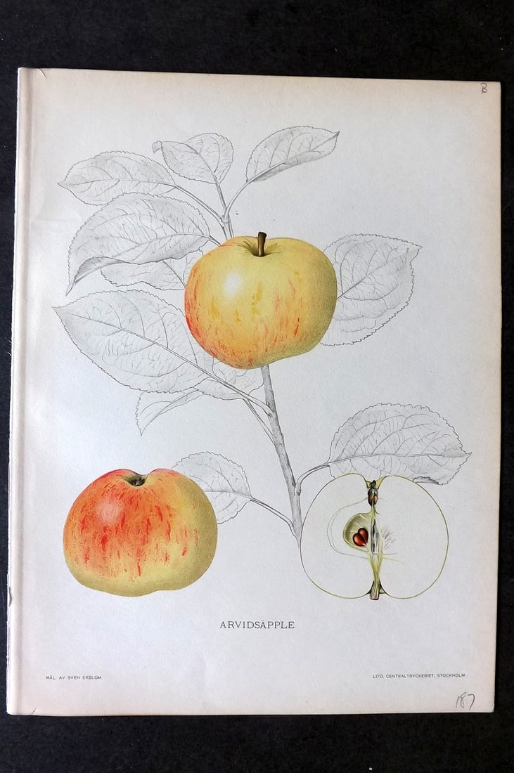 Lind & Ekblom 1920 Folio Fruit Print. Arvidsapple (1 of 1)