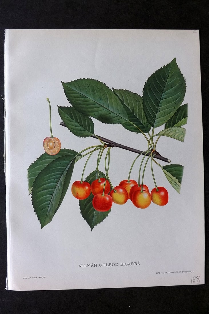 Lind & Ekblom 1920 Folio Fruit Print. Allman Gulrod Bigarra (1 of 1)