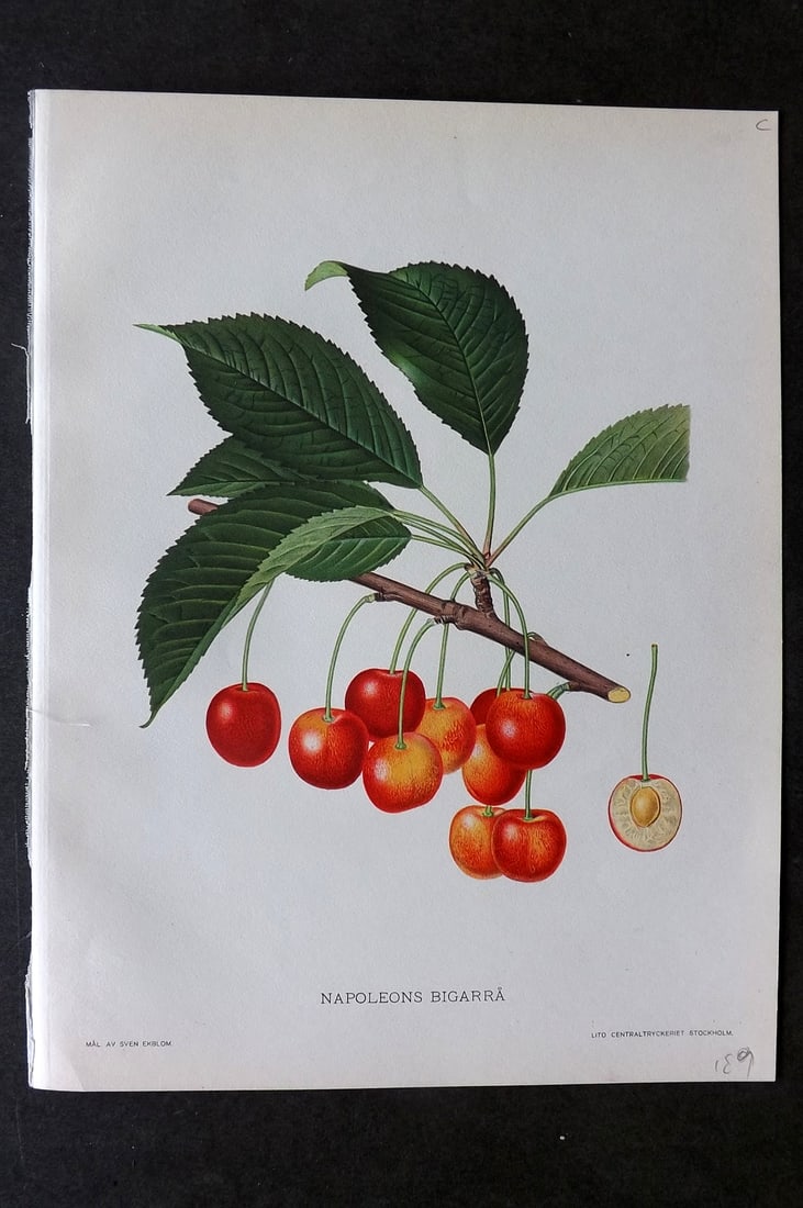 Lind & Ekblom 1920 Folio Fruit Print. Napoleons Bigarra (1 of 1)