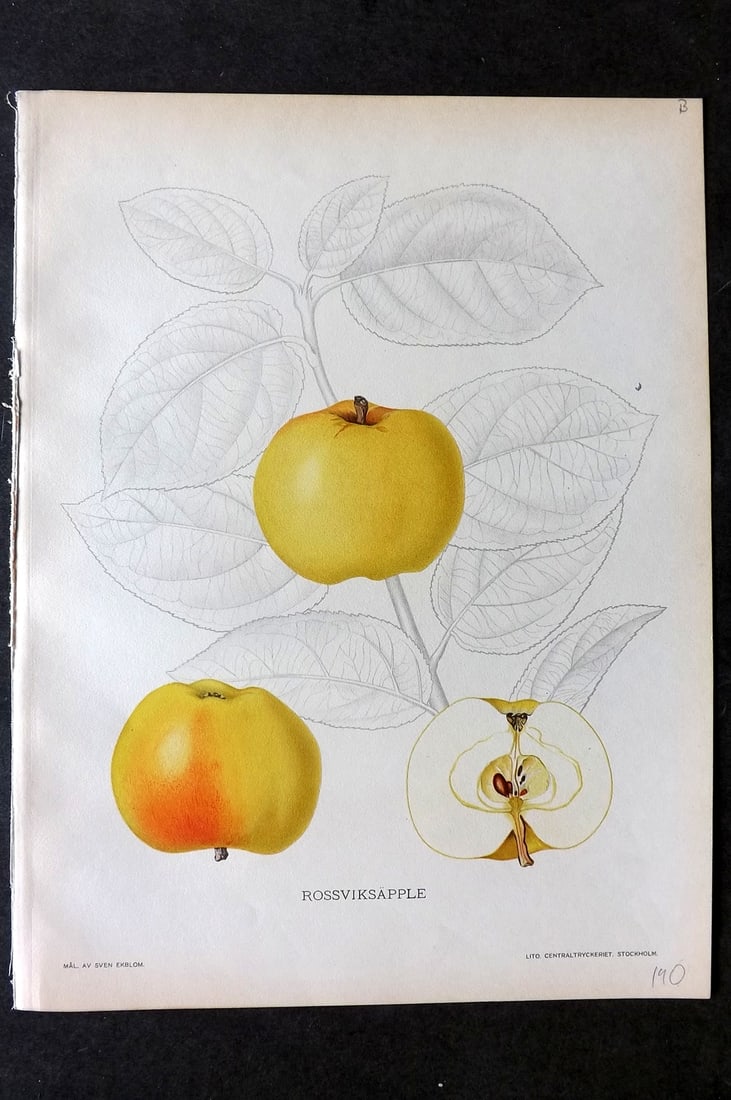 Lind & Ekblom 1920 Folio Fruit Print. Rossviksapple (1 of 1)