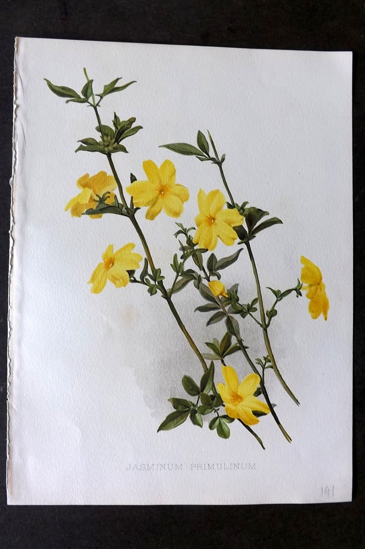 Moon, H. G. 1905 Botanical Print. Jasminium Primulinum.: Chromolithograph Published 1903-05, London for "Flora and Sylva" Illustrated by H. G. Moon. Paper Size: 12 x 9 inch (30 x 23cm) Good Condition