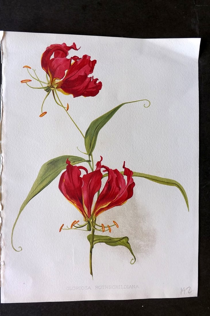 Moon, H. G. 1905 Botanical Print. Gloriosa Rothschildiana.: Chromolithograph Published 1903-05, London for "Flora and Sylva" Illustrated by H. G. Moon. Paper Size: 12 x 9 inch (30 x 23cm) Good Condition