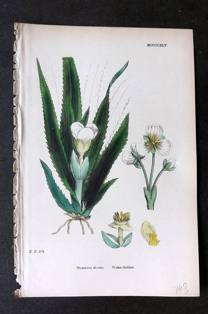 Sowerby, James C1880 Hand Col Botanical Print. Water Soldier 1445 (1 of 1)