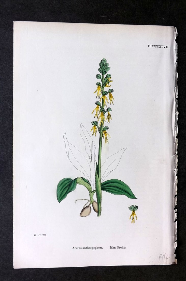 Sowerby, James C1880 Hand Col Botanical Print. Man Orchis 1447 Orchid: Hand Colored Lithograph Published 1863-86, London for "English Botany" by John & James Sowerby. Paper Size: 10 x 7 inch (25 x 18cm) Good Condition