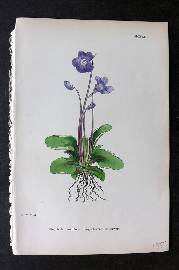 Sowerby, James C1880 Hand Col Botanical Print. Large Flowered Butterwort 1122 (1 of 1)