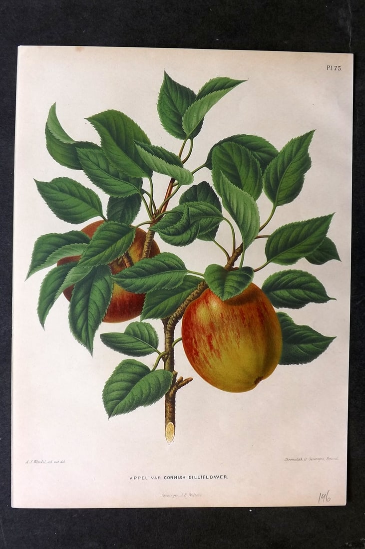 Wendel, A. J. 1879 Folio Fruit Print. Appel Corninsh Gilliflower 75: Chromolithograph Published 1879 by J.B. Wolters, Groningen for "Nederlandsche Flora en Pomona..." Edited by K. J. W. Ottolander, A. Koster and De Vos. Illustrated by A. J. Wendel. Lithographed by G. S