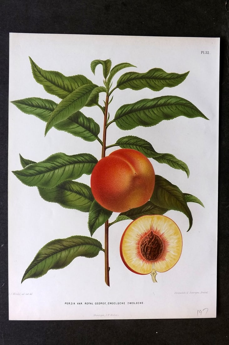 Wendel, A. J. 1879 Folio Fruit Print. Perzik Royal George, Engelsche Zwolsche 32: Chromolithograph Published 1879 by J.B. Wolters, Groningen for "Nederlandsche Flora en Pomona..." Edited by K. J. W. Ottolander, A. Koster and De Vos. Illustrated by A. J. Wendel. Lithographed by G. S