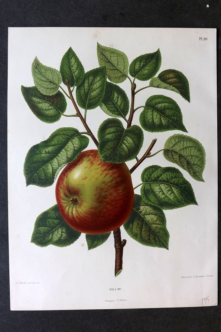 Wendel, A. J. 1879 Folio Fruit Print. Gellini 20: Chromolithograph Published 1879 by J.B. Wolters, Groningen for "Nederlandsche Flora en Pomona..." Edited by K. J. W. Ottolander, A. Koster and De Vos. Illustrated by A. J. Wendel. Lithographed by G. S