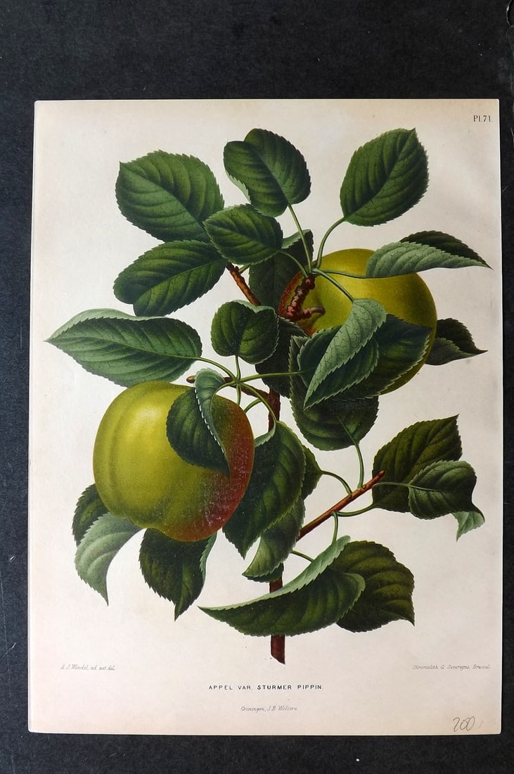 Wendel, A. J. 1879 Folio Fruit Print. Appel Sturmer Pippin 71 Apple: Chromolithograph Published 1879 by J.B. Wolters, Groningen for "Nederlandsche Flora en Pomona..." Edited by K. J. W. Ottolander, A. Koster and De Vos. Illustrated by A. J. Wendel. Lithographed by G. S