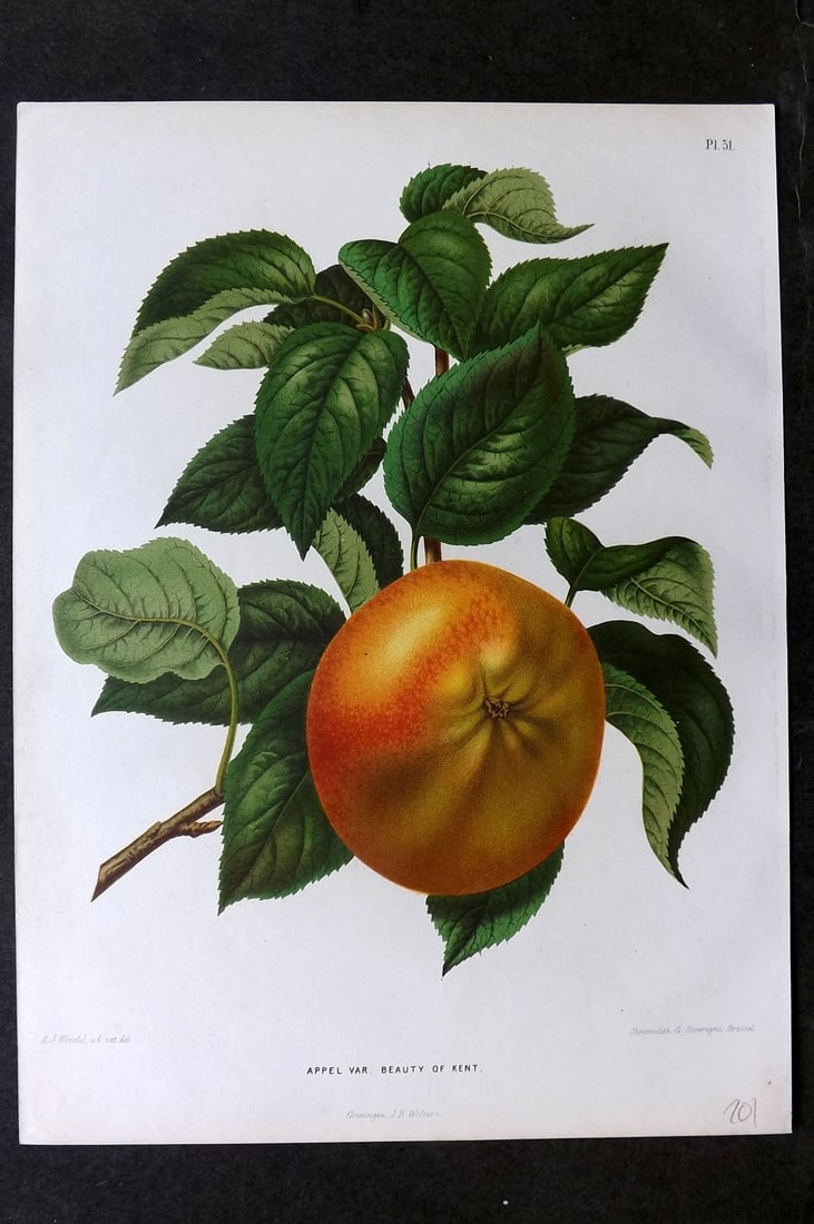 Wendel, A. J. 1879 Folio Fruit Print. Appel Beauty of Kent 51 Apple: Chromolithograph Published 1879 by J.B. Wolters, Groningen for "Nederlandsche Flora en Pomona..." Edited by K. J. W. Ottolander, A. Koster and De Vos. Illustrated by A. J. Wendel. Lithographed by G. S