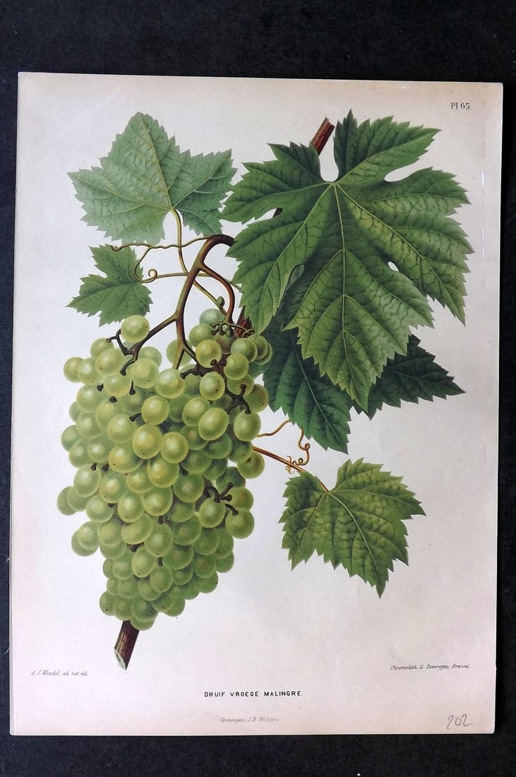 Wendel, A. J. 1879 Folio Fruit Print. Druif Vroege Malingre 65 Grapes: Chromolithograph Published 1879 by J.B. Wolters, Groningen for "Nederlandsche Flora en Pomona..." Edited by K. J. W. Ottolander, A. Koster and De Vos. Illustrated by A. J. Wendel. Lithographed by G. S