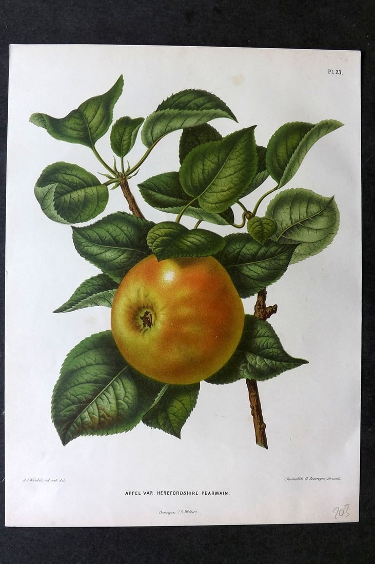 Wendel, A. J. 1879 Folio Fruit Print. Appel Herefordshire Pearmain 23: Chromolithograph Published 1879 by J.B. Wolters, Groningen for "Nederlandsche Flora en Pomona..." Edited by K. J. W. Ottolander, A. Koster and De Vos. Illustrated by A. J. Wendel. Lithographed by G. S