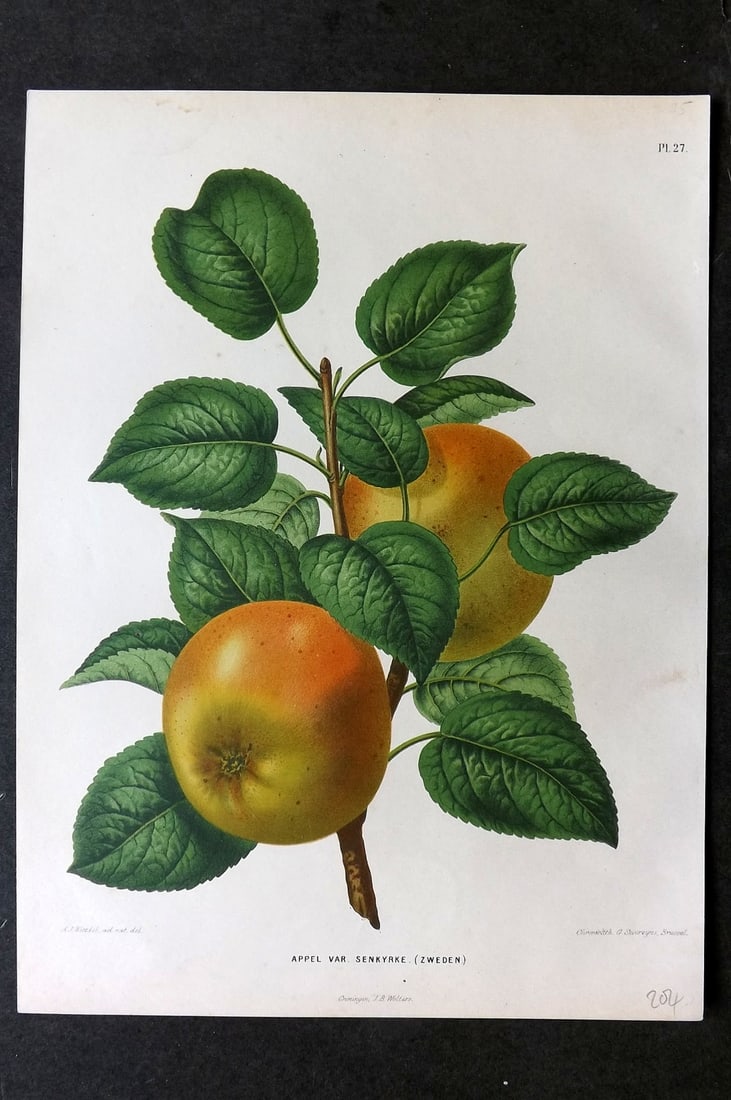Wendel, A. J. 1879 Folio Fruit Print. Appel Senkyrke (Zweden) 27: Chromolithograph Published 1879 by J.B. Wolters, Groningen for "Nederlandsche Flora en Pomona..." Edited by K. J. W. Ottolander, A. Koster and De Vos. Illustrated by A. J. Wendel. Lithographed by G. S