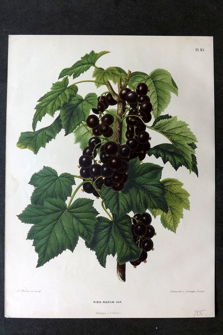 Wendel, A. J. 1879 Folio Fruit Print. Ribis Nigrum Var 45: Chromolithograph Published 1879 by J.B. Wolters, Groningen for "Nederlandsche Flora en Pomona..." Edited by K. J. W. Ottolander, A. Koster and De Vos. Illustrated by A. J. Wendel. Lithographed by G. S