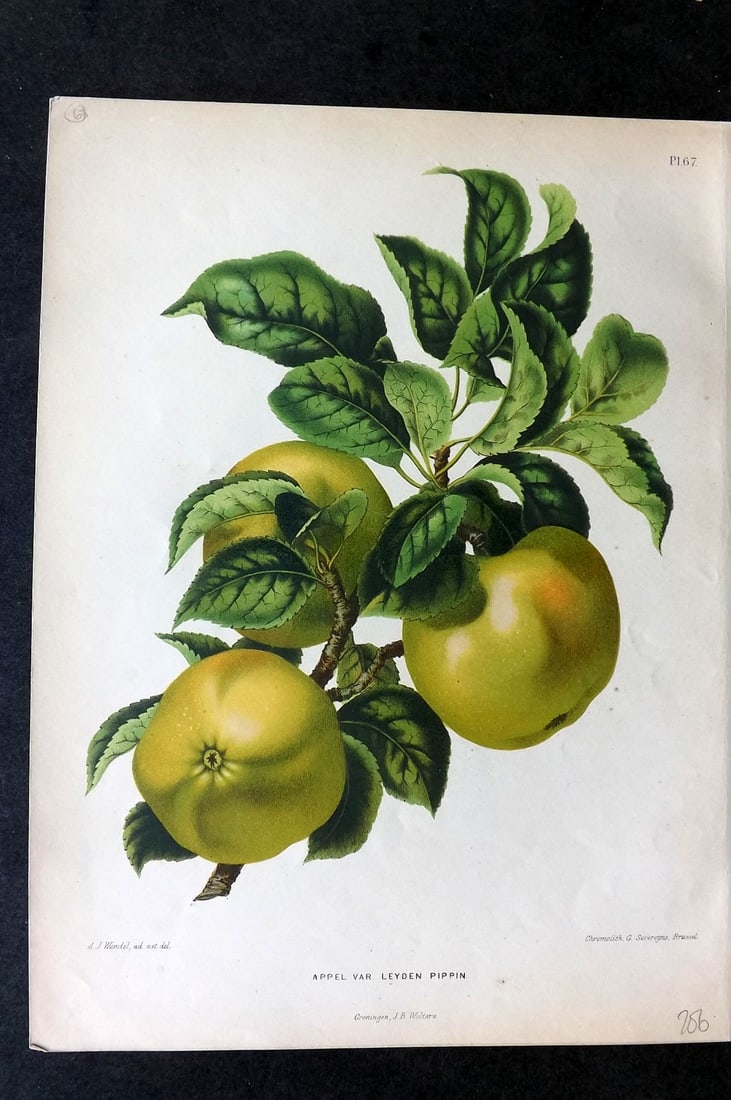 Wendel, A. J. 1879 Folio Fruit Print. Appel var Leyden Pippin 67 (1 of 1)