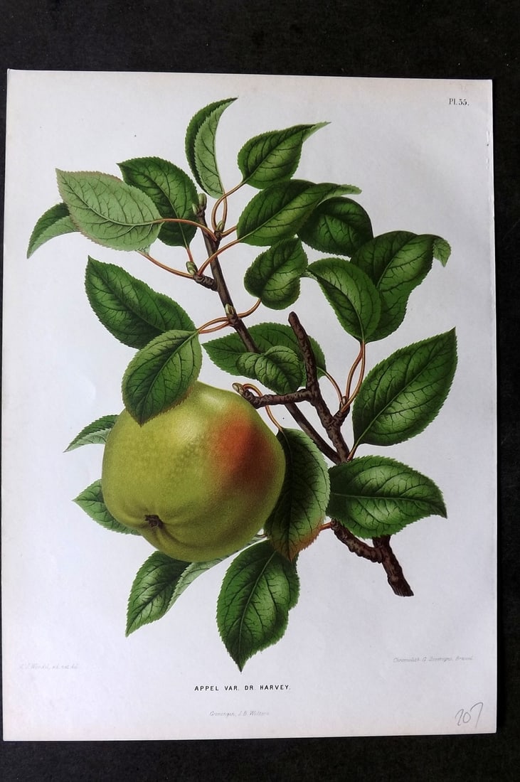 Wendel, A. J. 1879 Folio Fruit Print. Appel var. Dr Harvey 35: Chromolithograph Published 1879 by J.B. Wolters, Groningen for "Nederlandsche Flora en Pomona..." Edited by K. J. W. Ottolander, A. Koster and De Vos. Illustrated by A. J. Wendel. Lithographed by G. S