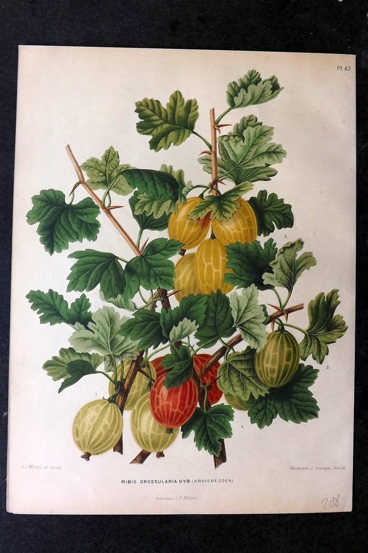 Wendel, A. J. 1879 Folio Fruit Print. Ribis Grossularia Hyb 47: Chromolithograph Published 1879 by J.B. Wolters, Groningen for "Nederlandsche Flora en Pomona..." Edited by K. J. W. Ottolander, A. Koster and De Vos. Illustrated by A. J. Wendel. Lithographed by G. S