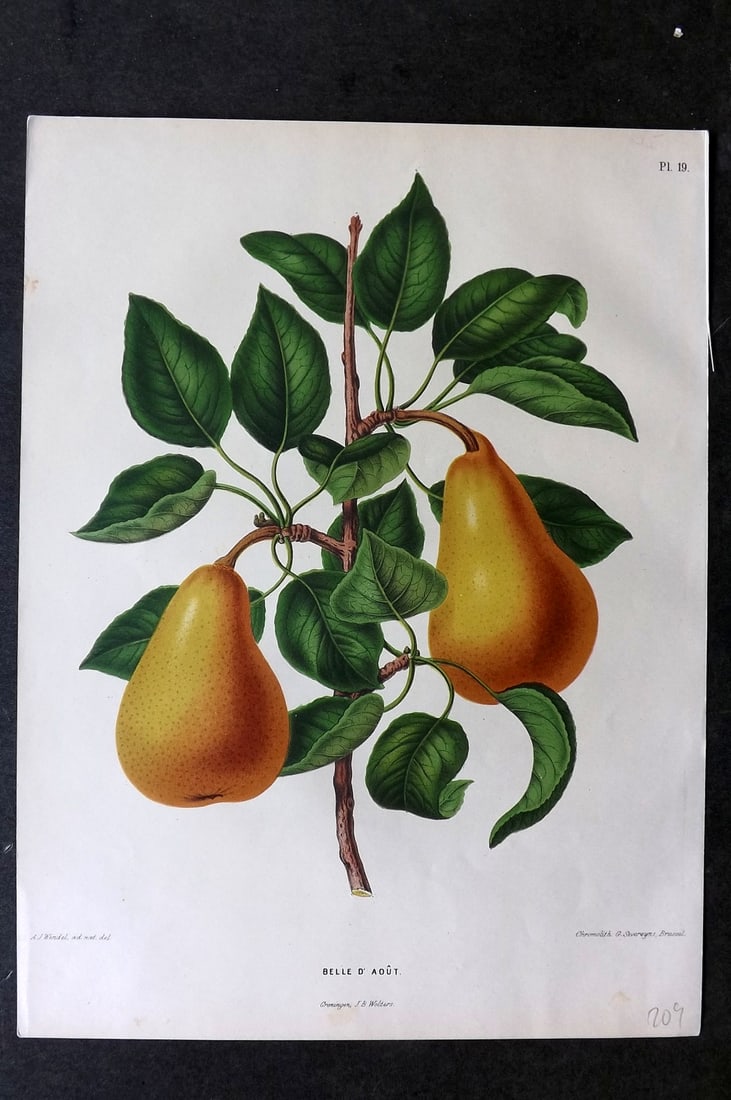 Wendel, A. J. 1879 Folio Fruit Print. Belle d'Aout 19: Chromolithograph Published 1879 by J.B. Wolters, Groningen for "Nederlandsche Flora en Pomona..." Edited by K. J. W. Ottolander, A. Koster and De Vos. Illustrated by A. J. Wendel. Lithographed by G. S
