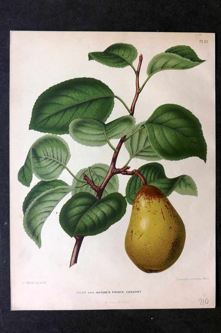 Wendel, A. J. 1879 Folio Fruit Print. Peer Huyshe's Prince Consort 55: Chromolithograph Published 1879 by J.B. Wolters, Groningen for "Nederlandsche Flora en Pomona..." Edited by K. J. W. Ottolander, A. Koster and De Vos. Illustrated by A. J. Wendel. Lithographed by G. S