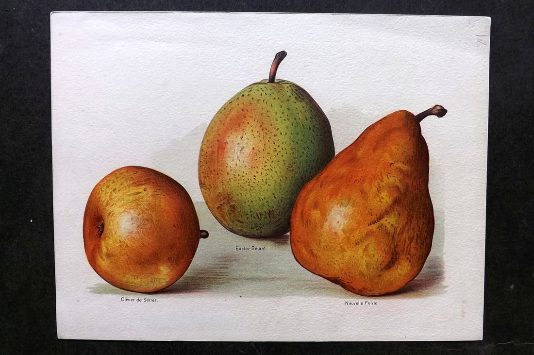 Wright, John 1894 Antique Fruit Print. Pears - Olivier de Serres, Easter Buerre (1 of 1)