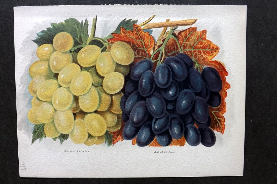 Wright, John 1894 Antique Fruit Print. Grapes - Muscrat of Alexandria, Madresfield cOurt (1 of 1)