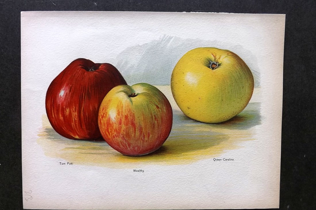 Wright, John 1894 Antique Fruit Print. Apples - Tom Putt, Wealthy, Queen Caroline (1 of 1)