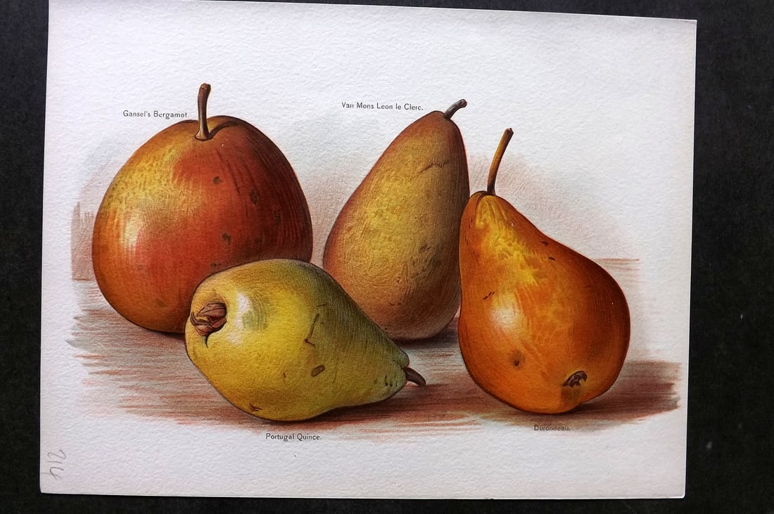 Wright, John 1894 Antique Fruit Print. Pears - Gansel Bergamot, Portugal Quince, Durondeau: Chromolithographs Published 1892-4 by J.S. Virtue & Co, London for "The Fruit Growers Guide" First Edition by John Wright. Paper Size: 11 x 8 inch (28 x 21cm) Good Condition