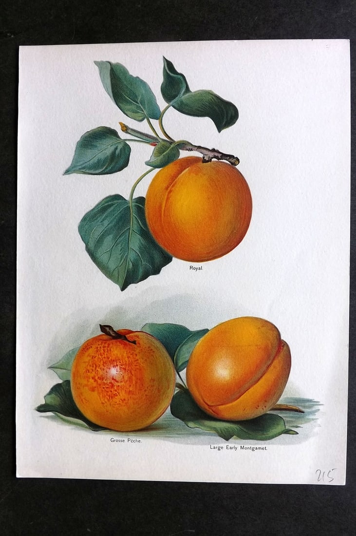 Wright, John 1894 Antique Fruit Print. Peaches - Royal, Grosse, Large Early Montgamet: Chromolithographs Published 1892-4 by J.S. Virtue & Co, London for "The Fruit Growers Guide" First Edition by John Wright. Paper Size: 11 x 8 inch (28 x 21cm) Good Condition