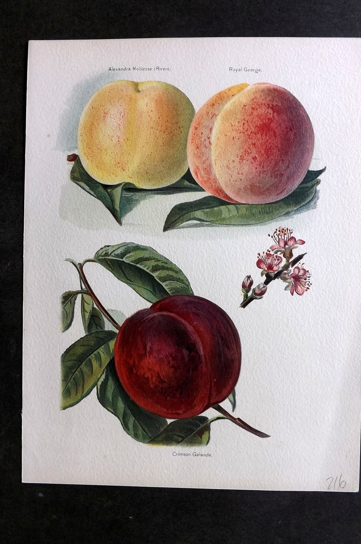 Wright, John 1894 Antique Fruit Print. Peaches - Crimson Galande, Alexandra Noblesse, Royal George: Chromolithographs Published 1892-4 by J.S. Virtue & Co, London for "The Fruit Growers Guide" First Edition by John Wright. Paper Size: 11 x 8 inch (28 x 21cm) Good Condition