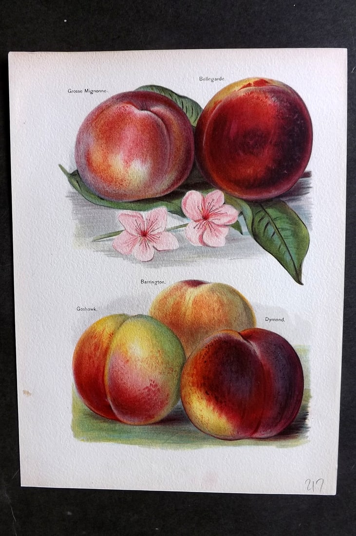 Wright, John 1894 Antique Fruit Print. Peaches - Grosse Mignonne, Bellegarde, Goshawk, Barrington: Chromolithographs Published 1892-4 by J.S. Virtue & Co, London for "The Fruit Growers Guide" First Edition by John Wright. Paper Size: 11 x 8 inch (28 x 21cm) Good Condition