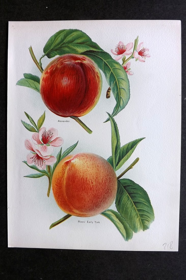 Wright, John 1894 Antique Fruit Print. Peaches - Rivers Early New York, Alexander (1 of 1)