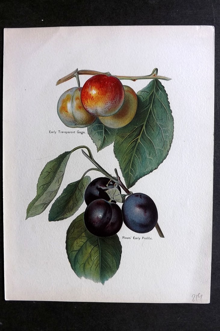 Wright, John 1894 Antique Fruit Print. Early Transparent Gage, Rivers Early Prolific: Chromolithographs Published 1892-4 by J.S. Virtue & Co, London for "The Fruit Growers Guide" First Edition by John Wright. Paper Size: 11 x 8 inch (28 x 21cm) Good Condition