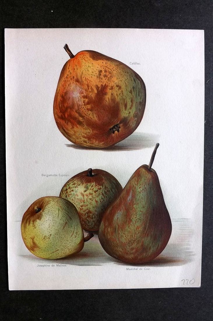 Wright, John 1894 Antique Fruit Print. Pears - Catillac, Bergamotte, Marechal de Cour: Chromolithographs Published 1892-4 by J.S. Virtue & Co, London for "The Fruit Growers Guide" First Edition by John Wright. Paper Size: 11 x 8 inch (28 x 21cm) Good Condition
